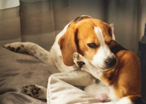 Constant Itching - One sign that a dog's diet is causing health problems