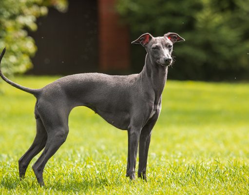 Italian Greyhound Dog Profile Italian Greyhound