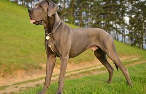 Great Dane Dog Breed Profile great dane dog breed