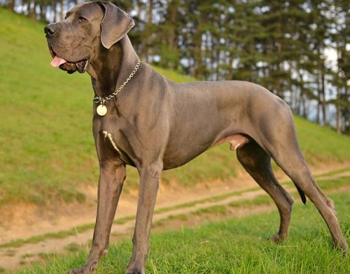 Great Dane Dog Breed Profile great dane dog breed