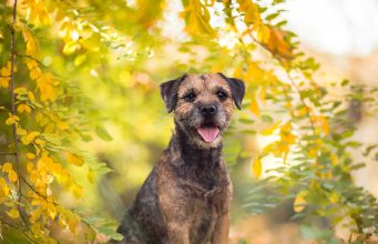 Border Terrier Dog Profile Pure Bred Border Terrier