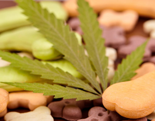 CBD Dog Treats: Top 5 Brands To Choose From CBD Dog Treats
