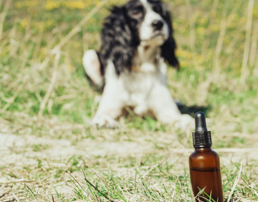 Pros and Cons of Cannabidiol: CBD For Dogs CBD for Dogs Pros and Cons Featured