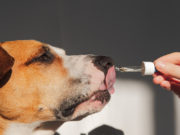 Cannabidiol for Dogs: Potential Side Effects Cannabidiol for Dogs - Potential Side Effects