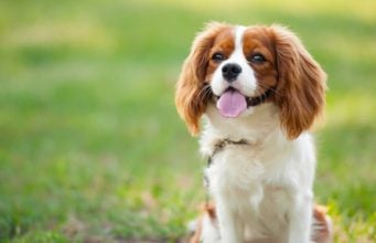 Cavalier King Charles Spaniel Dog Profile Cavalier King Charles Spaniel