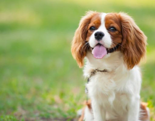 Cavalier King Charles Spaniel Dog Profile Cavalier King Charles Spaniel