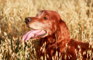 Different Kinds of Grains Your Dog Can Eat Different Kinds of Grains for Your Dog to Eat