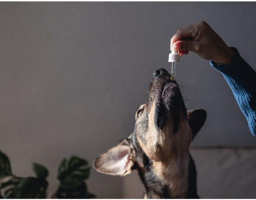 CBD for Dogs And Its Interaction With Other Medication Dog CBD Interaction With Other Medication