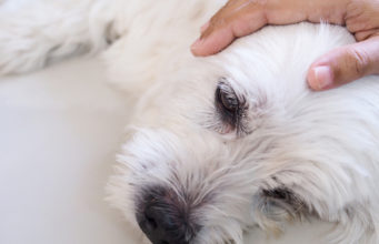 CBD as Treatment for Dog Seizures Dog Seizures
