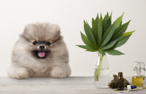 Endocannabinoid System in Dogs: Benefits of CBD in ECS ECS Featured Image