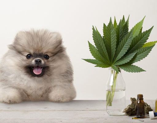 Endocannabinoid System in Dogs: Benefits of CBD in ECS ECS Featured Image