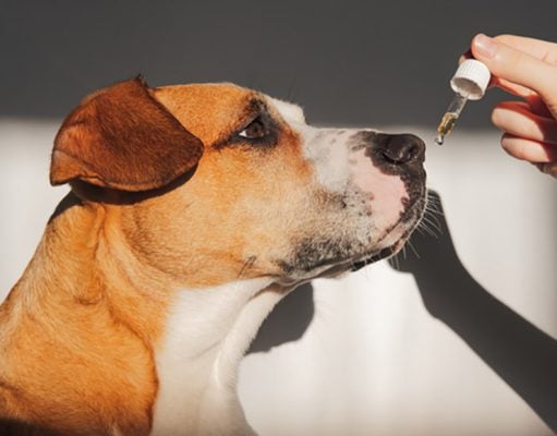 Dog Sedatives For Anxiety During Grooming Dog's Medicine