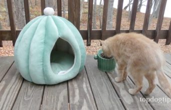 Review: PetnPurr Cactus Cat Bed & Food Bowl PetnPurr Cactus Cat Bed