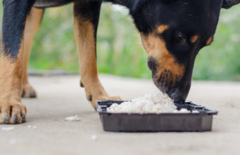 The Best Rice to Feed to Your Dog: Is It Healthy? The Best Rice to Feed to Your Dog