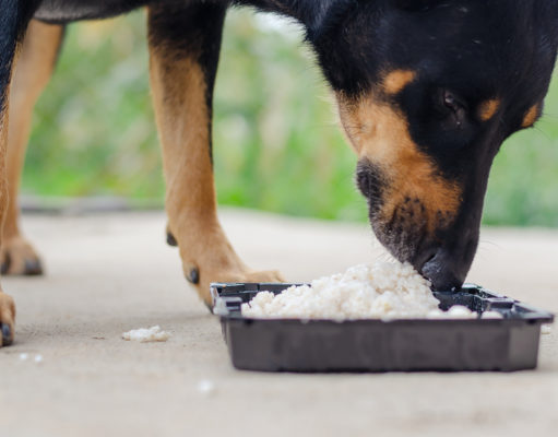 The Best Rice to Feed to Your Dog: Is It Healthy? The Best Rice to Feed to Your Dog