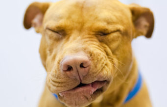 Reverse Sneezing in Dogs: Causes and Treatments dog reverse sneezing