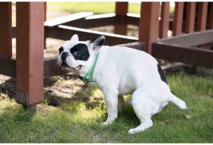 Sudden changes in dog stool is a sign that a dog's diet is causing health problems