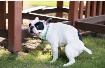 7 Tips On How To Firm Up Dog Stool Sudden changes in dog stool is a sign that a dog's diet is causing health problems