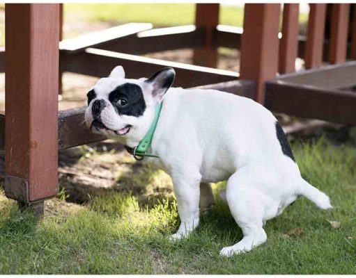 7 Tips On How To Firm Up Dog Stool Sudden changes in dog stool is a sign that a dog's diet is causing health problems