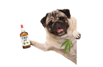 What do Vets Say About CBD Oil for Dogs (Experts Thoughts) what do vets say about CBD oil for dogs