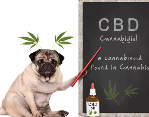 Do Vets Recommend CBD Oil for Dogs? Do vets recommend CBD oil for dogs?