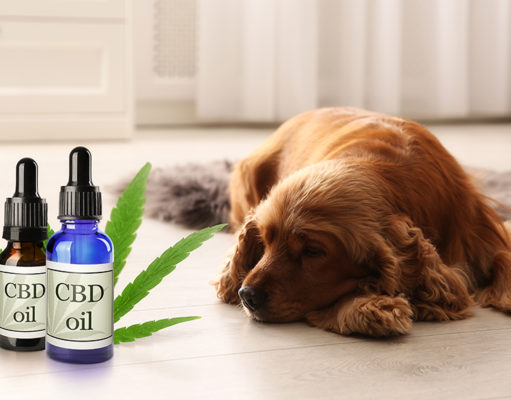 CBD Dosage for Dogs: How Much Should You Give CBD dosage for dogs