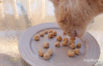 Recipe: Homemade Cat Treats with Salmon homemade cat treats