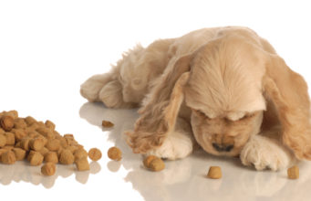 Best American Made Dog Food (Review and Buying Guide) Best American Made Dog Food