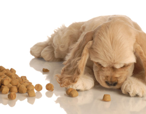 Best American Made Dog Food (Review and Buying Guide) Best American Made Dog Food