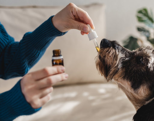 CBD Oil for Dogs: Where to Find Them? CBD Oil for Dogs
