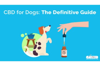 CBD for Dogs: The Definitive Guide CBD for dogs