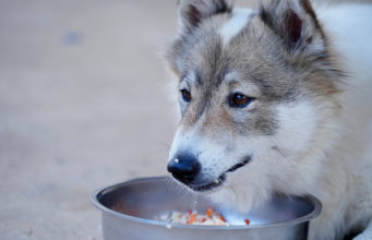 Can I Feed My Dog Homemade Beef and Rice Every day? Can I Feed My Dog Homemade Beef and Rice Every day