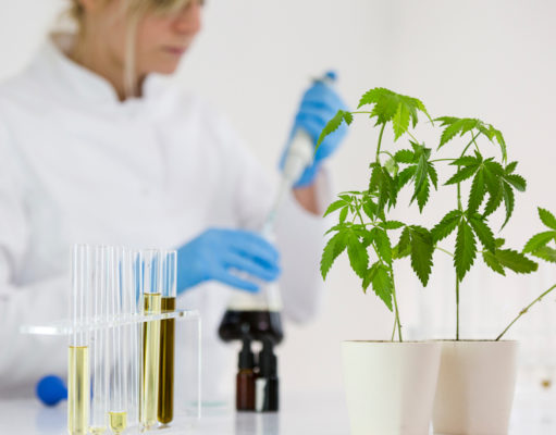 Certificate of Analysis on CBD Oil for Dogs cbd oil for dogs