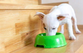 How to Make Homemade Dehydrated Dog Food Homemade Dehydrated Dog Food Featured