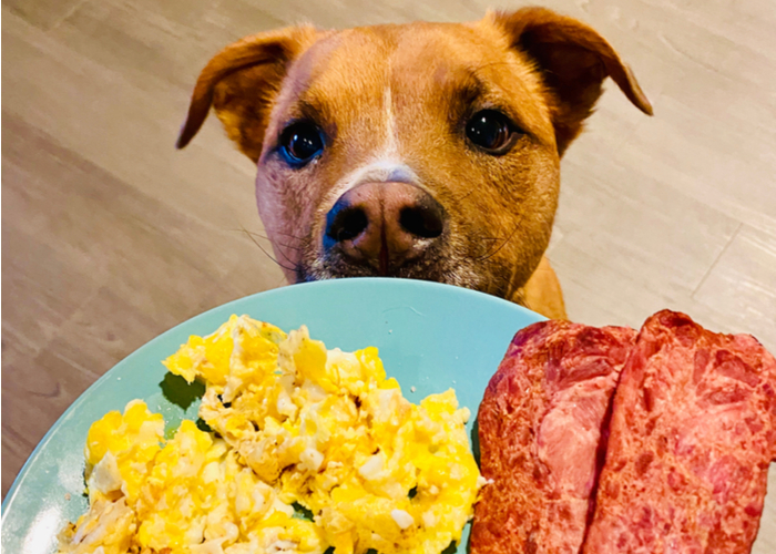 Homemade LowCarb Dog Food Top Dog Tips