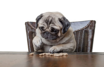 Homemade Low-Carb Dog Food Homemade Low-Carb Dog Food Featured