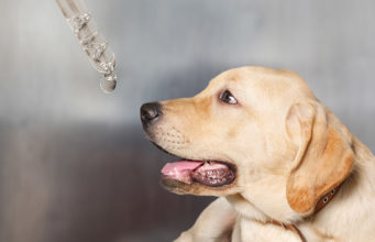 Human CBD For Dogs: A Safe Alternative for Pet CBD? Human CBD For Dogs Featured