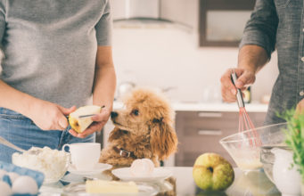 Ingredients in Homemade Dog Food – The Do’s and Don’ts Ingredients in Homemade Dog Food