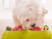 Nutritional Needs of Dogs When Making Homemade Dog Food Nutritional Needs of Dogs