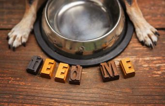 What Can I Feed My Dog If I Run Out of Dog Food? feed a dog