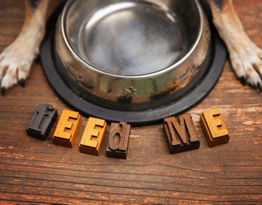 What Can I Feed My Dog If I Run Out of Dog Food? feed a dog