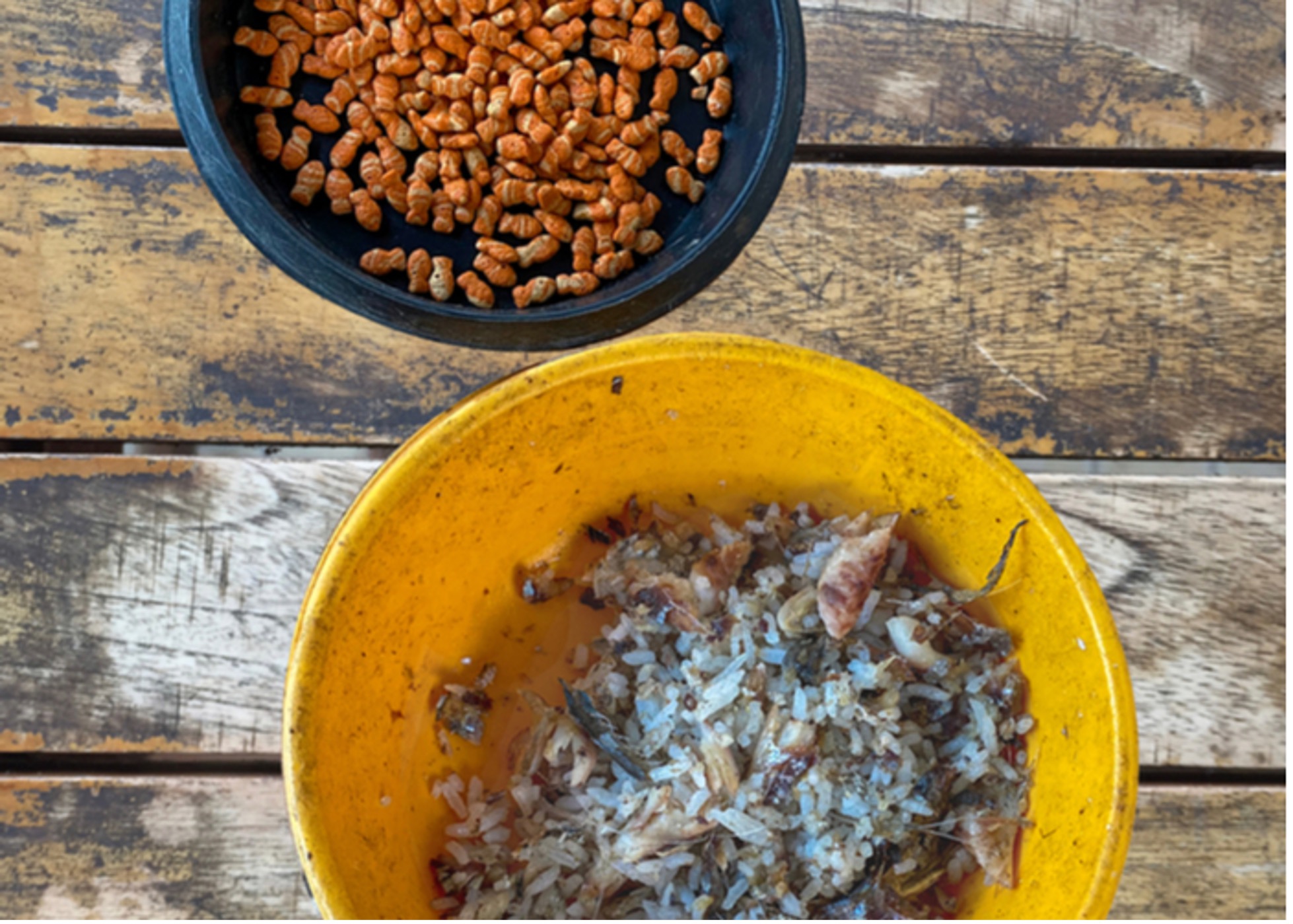 Homemade Dog Food The Complete Guide