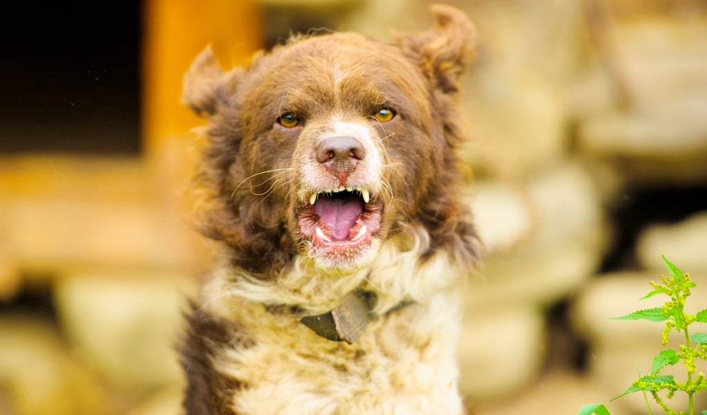 3 Homemade Dog Repellent Spray Recipes Top Dog Tips 3 Homemade Dog Repellent Spray Recipes Top Dog Tips