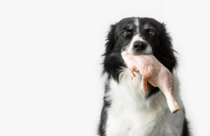 Best Meat For Homemade Dog Foods Best Meat for Homemade Dog Foods