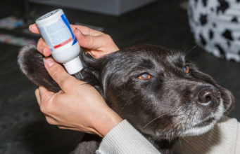 Top 7 Best Dog Ear Cleaning Solution Recommended by Vets Best dog ear cleaning solution