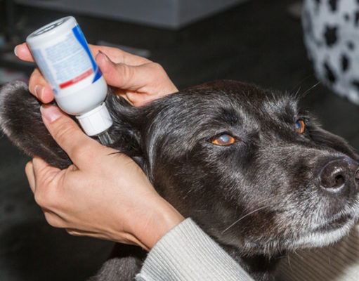 Top 7 Best Dog Ear Cleaning Solution Recommended by Vets Best dog ear cleaning solution