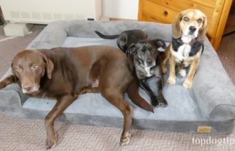 Review: BingoPaw Memory Foam Dog Bed with Bolster BingoPaw Memory Foam Dog Bed Review