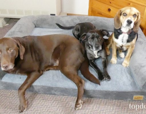 Review: BingoPaw Memory Foam Dog Bed with Bolster BingoPaw Memory Foam Dog Bed Review