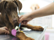 Copper Poisoning In Dogs: Copper-Storage Hepatopathy Copper Poisoning in Dogs Featured