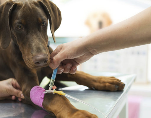 Copper Poisoning In Dogs: Copper-Storage Hepatopathy Copper Poisoning in Dogs Featured